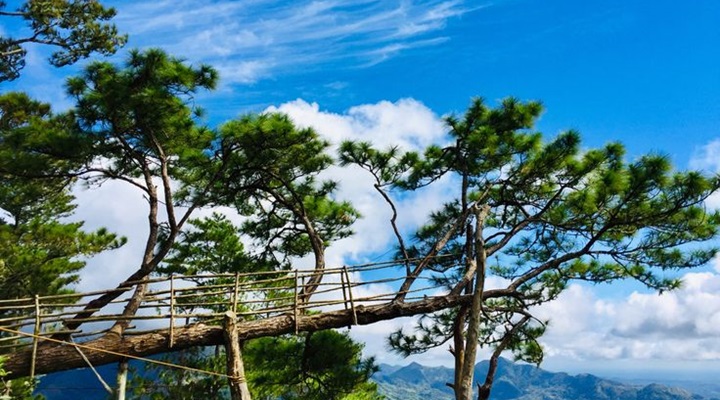 Bucari Pine Forest