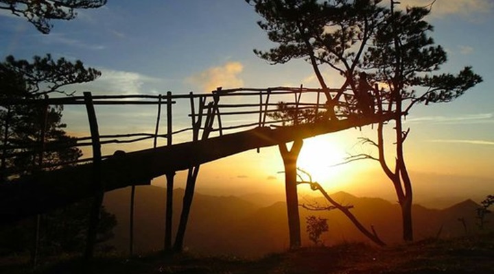 Bucari Pine Forest