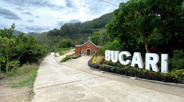 Bucari Pine Forest