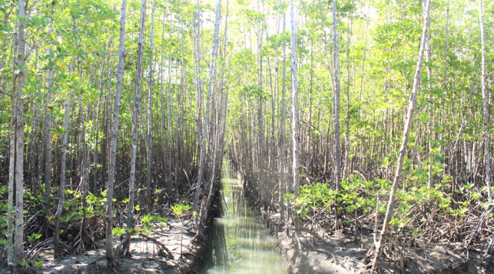 10 Pagatpat Mangrove Park