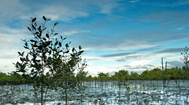 4 Pagatpat Mangrove Park