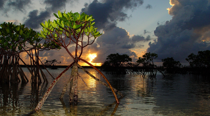 5 Pagatpat Mangrove Park