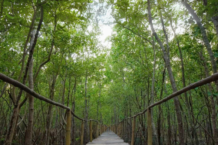 Bakhawan Eco Park (2) Bakhawan Eco Park