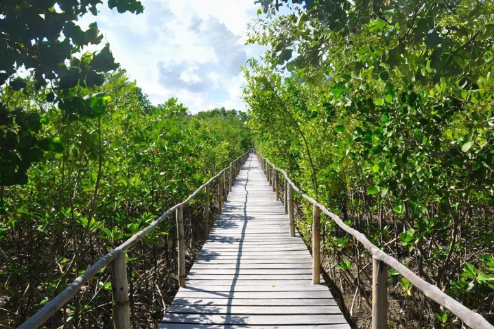 Bakhawan Eco Park (5) Bakhawan Eco Park