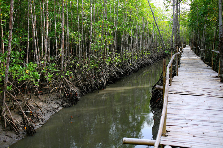 Bakhawan Eco Park (6) Bakhawan Eco Park