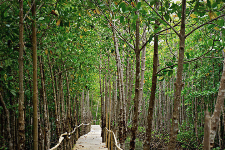 Pagatpat Mangrove Park (10) Pagatpat Mangrove Park